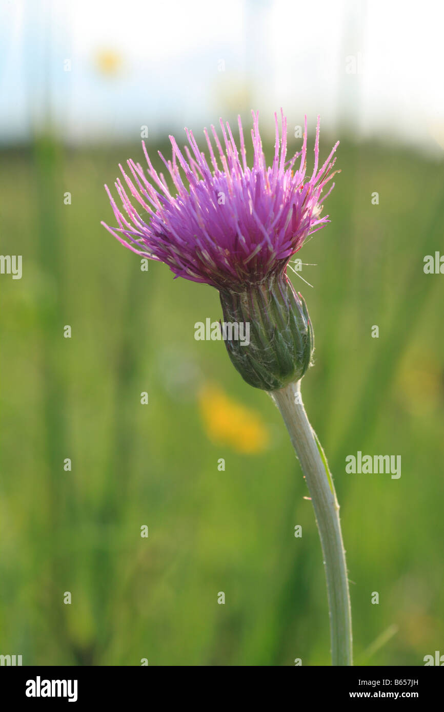 Meadow Thistle (Cirsium dissectum) flowering at Clattinger Farm nature reserve, Wiltshire, England, Stock Photo