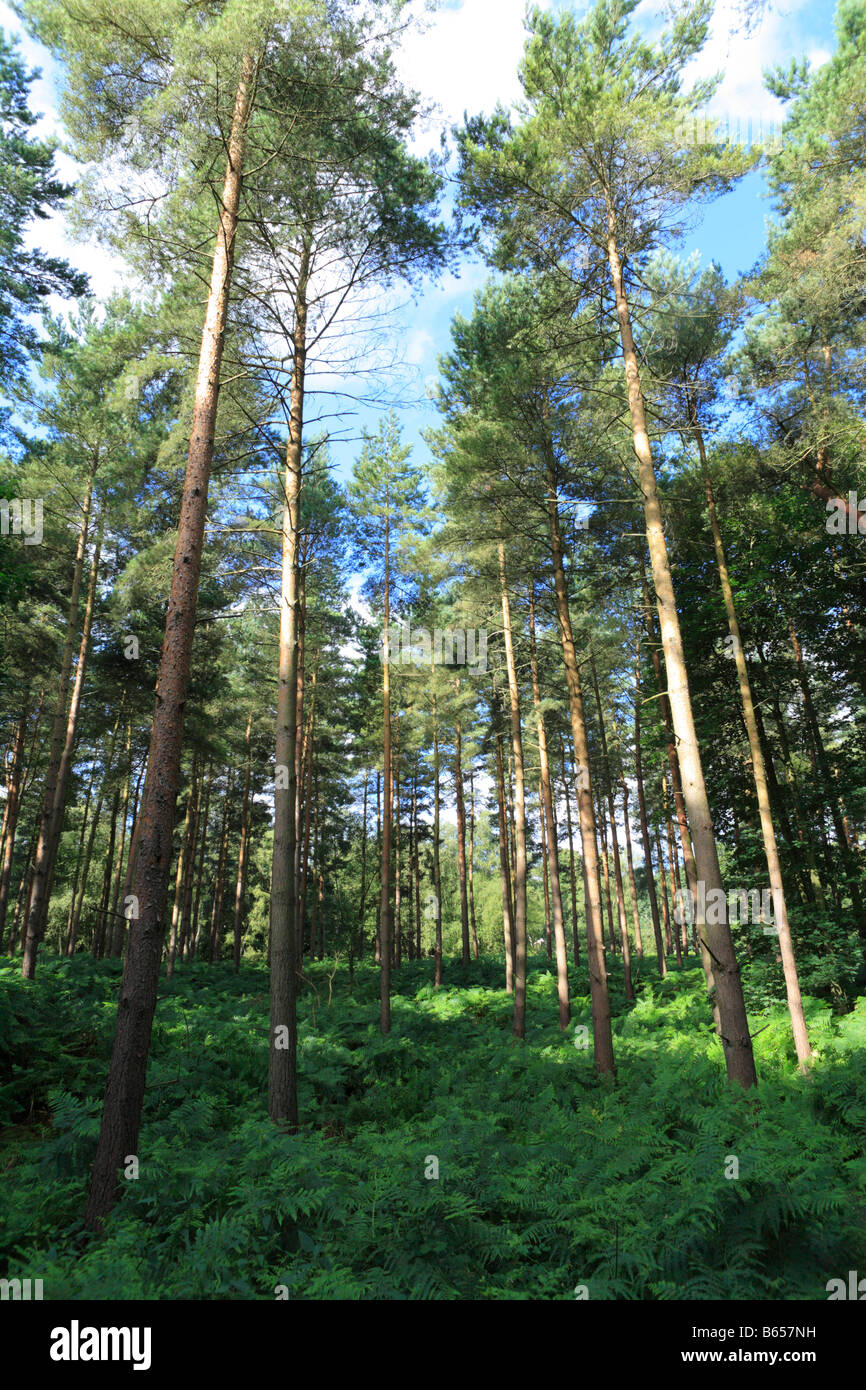 Pine woodland in Thetford Forest, Breckland distric,t Norfolk, England. Stock Photo