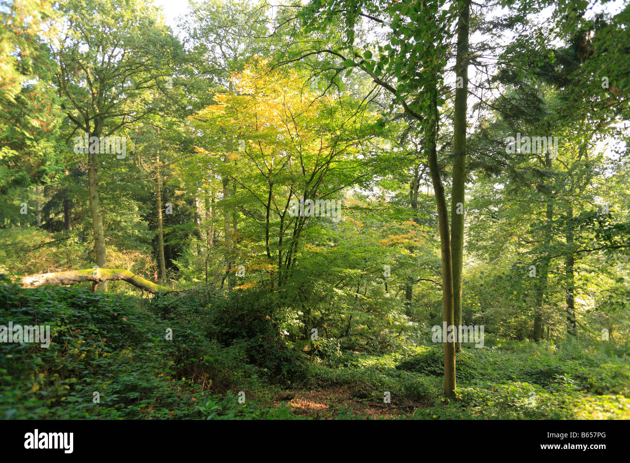 Silia Wood, a Woodlands Trust wood near Presteigne, Powys, Wales. Stock Photo