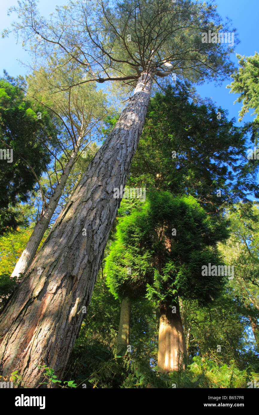 Looking up a 100 foot tall Corsican Pine tree (Pinus nigra var maritima) at Silia Wood. Stock Photo