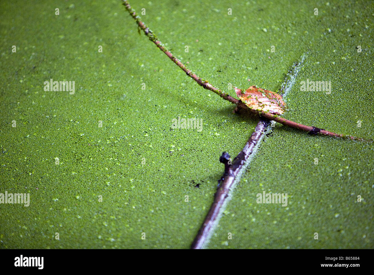 Sticks floating among duckweed on a pond Stock Photo