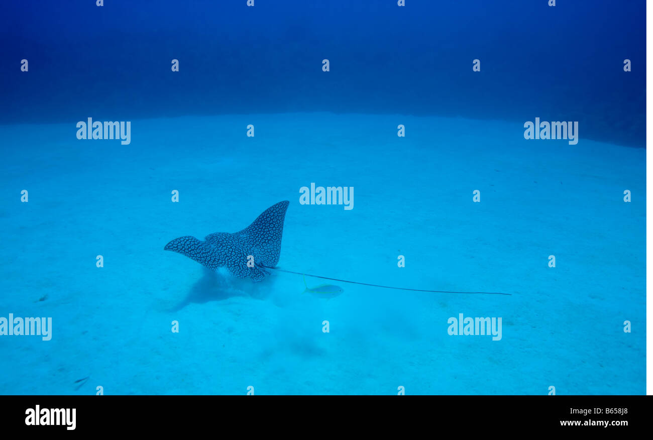 Cayman Islands Little Cayman Island Underwater view of Eagle Ray
