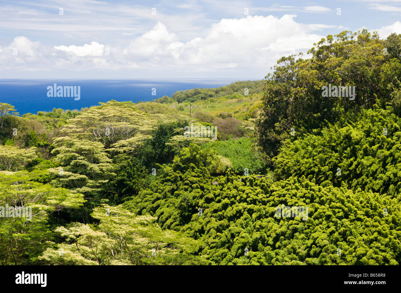 Bamboo Grove at Road to Hana Maui Hawaii USA Stock Photo Alamy