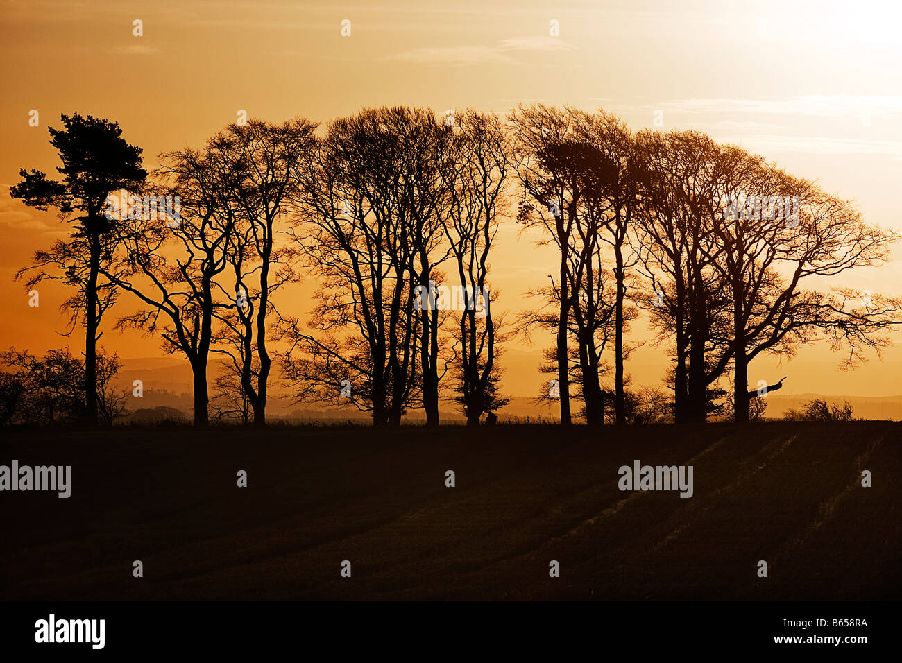 Trees in silhouette.Scottish borders Stock Photo Alamy