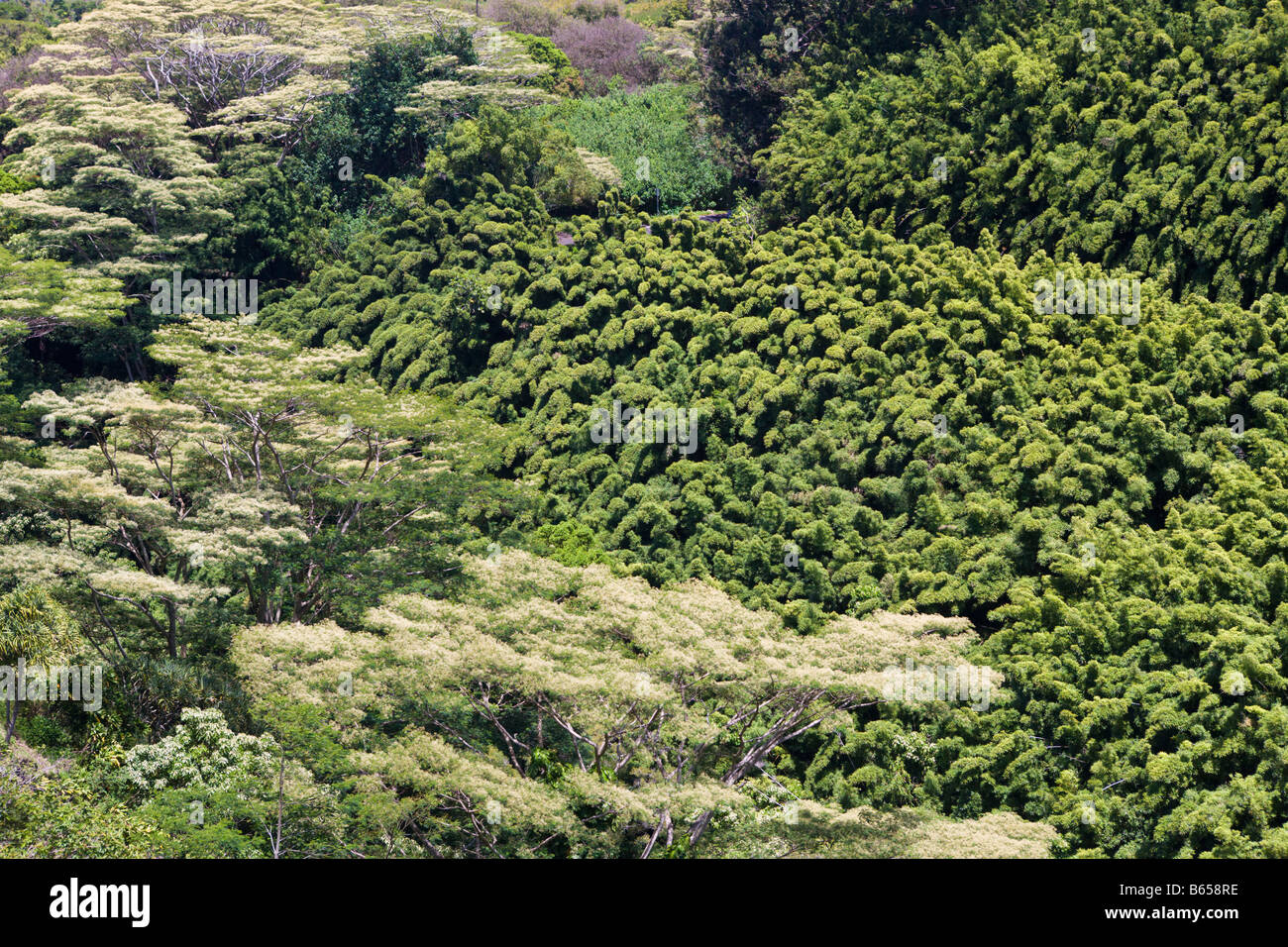 Bamboo Grove at Road to Hana Maui Hawaii USA Stock Photo Alamy
