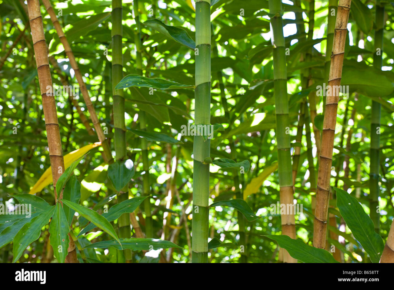 Bamboo Grove at Road to Hana Maui Hawaii USA Stock Photo Alamy