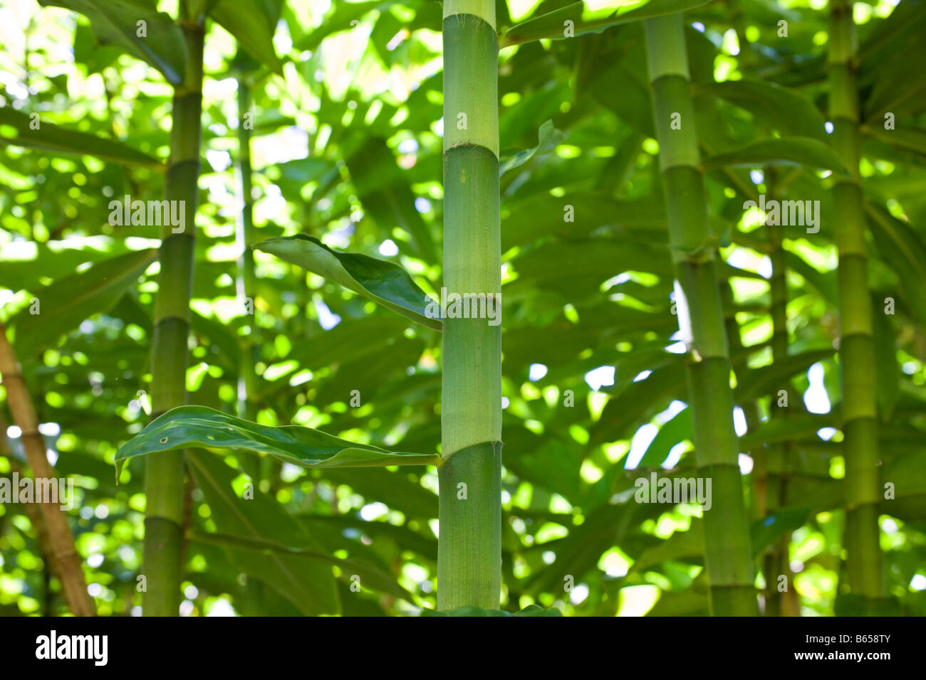 Hawaii plant hires stock photography and images Alamy