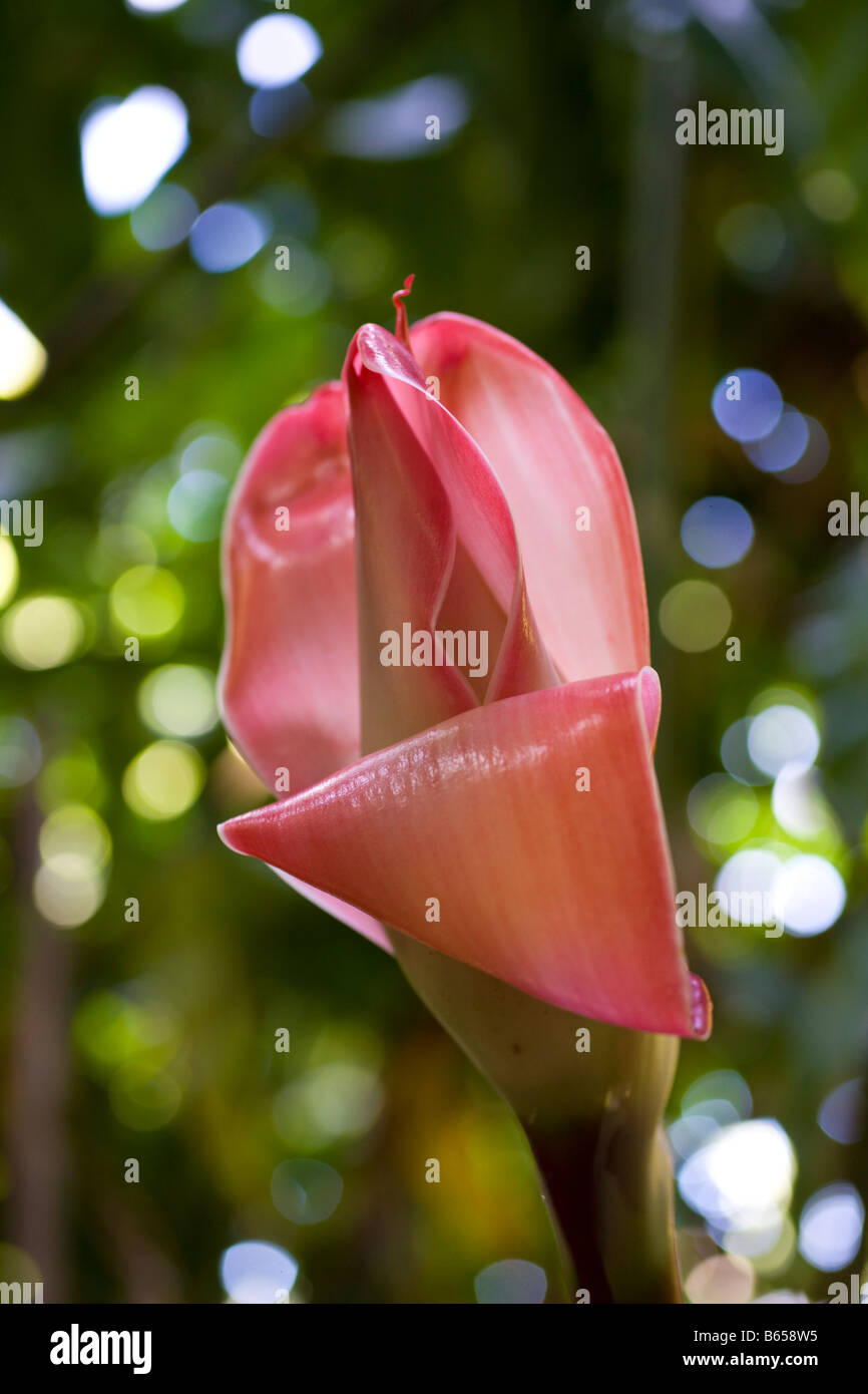 Torch Ginger Etlingera elatior Maui Hawaii USA Stock Photo