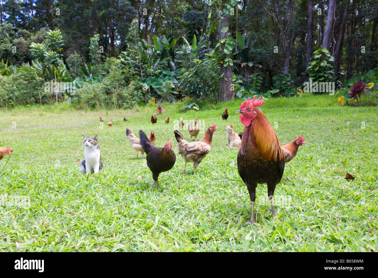 Wild Chickens at Wailua Valley State Wayside Gallus Maui Hawaii USA