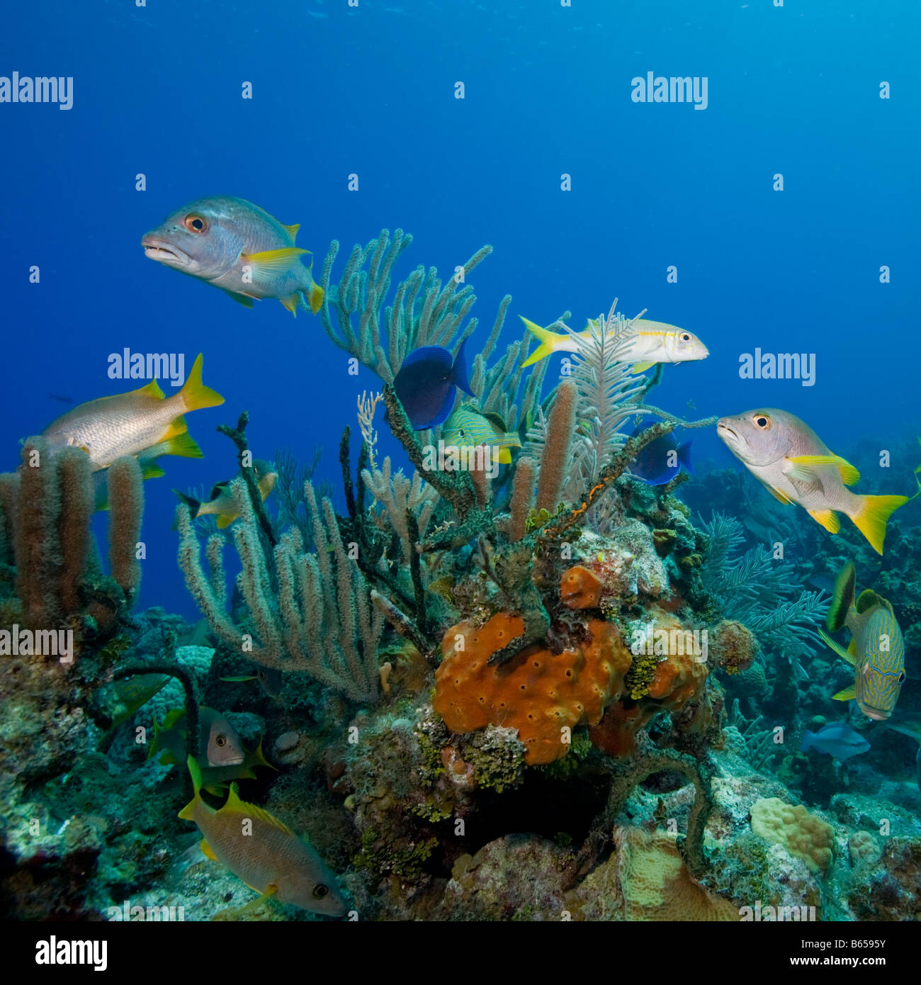 Cayman Islands Little Cayman Island Underwater View Of Tropical Fish