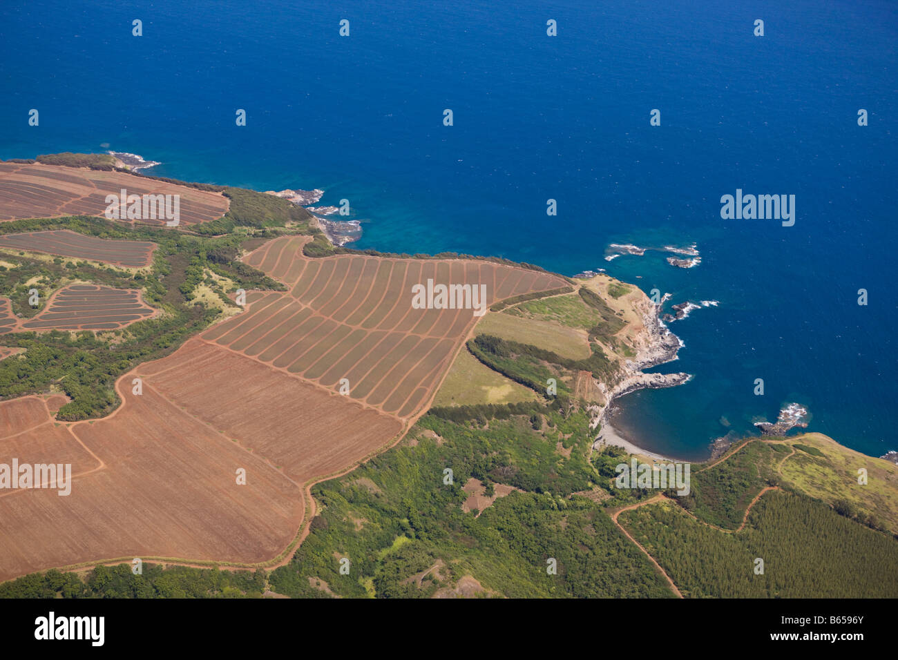 Pineapple Farm at Maui Maui Hawaii USA Stock Photo Alamy