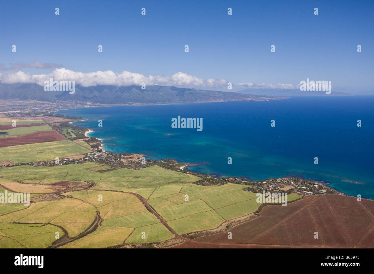Pineapple Farm at Maui Maui Hawaii USA Stock Photo Alamy