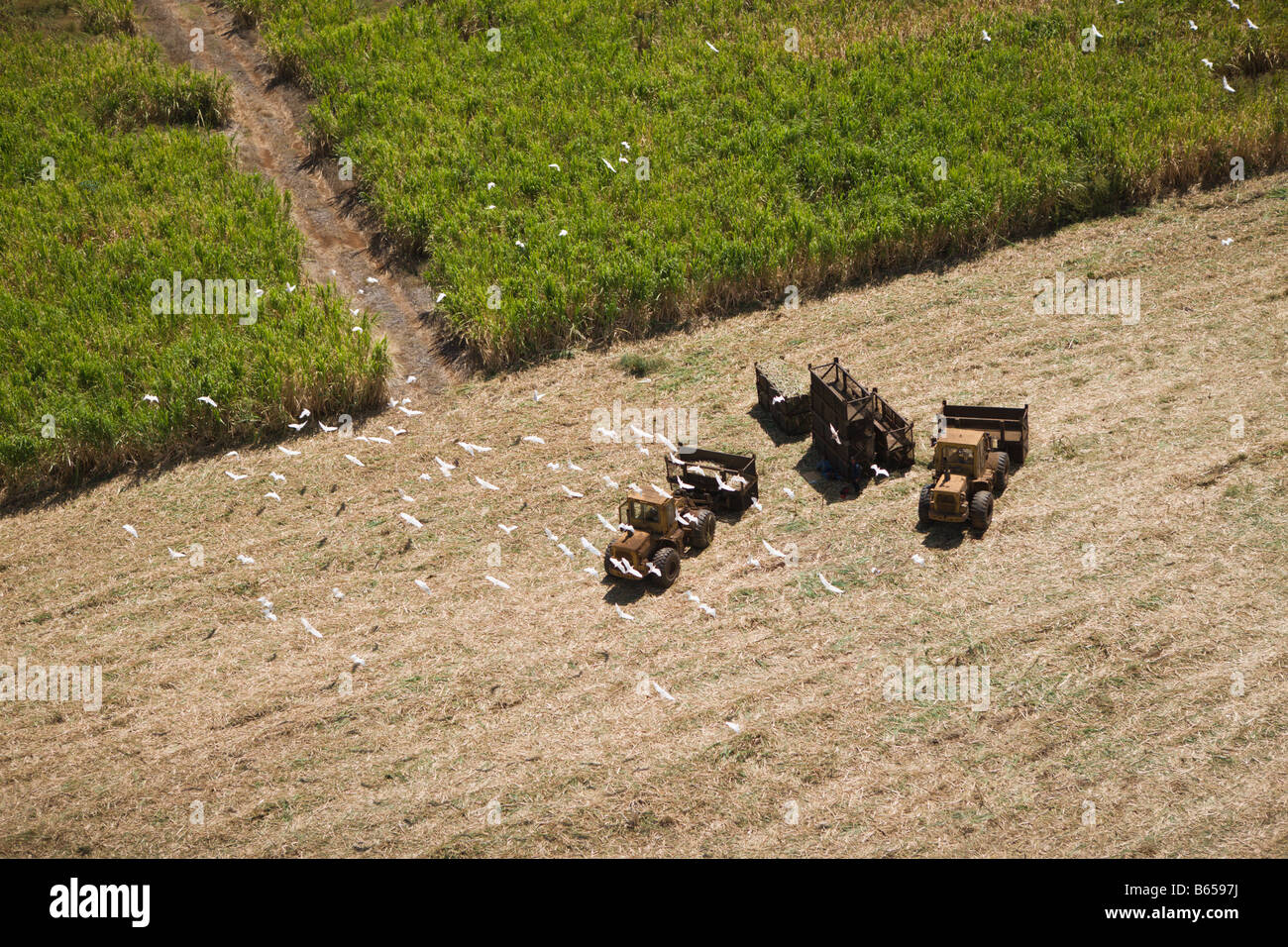 Sugar Cane Farm Maui Hawaii USA Stock Photo Alamy