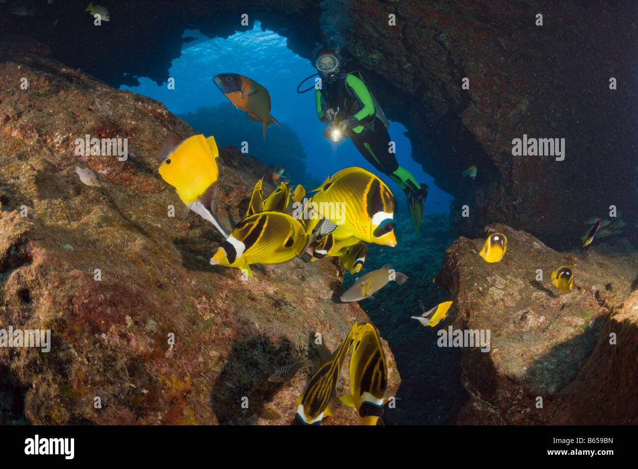 Racoon Butterflyfishes and Diver Chaetodon lunula Cathedrals of Lanai Maui Hawaii USA Stock Photo