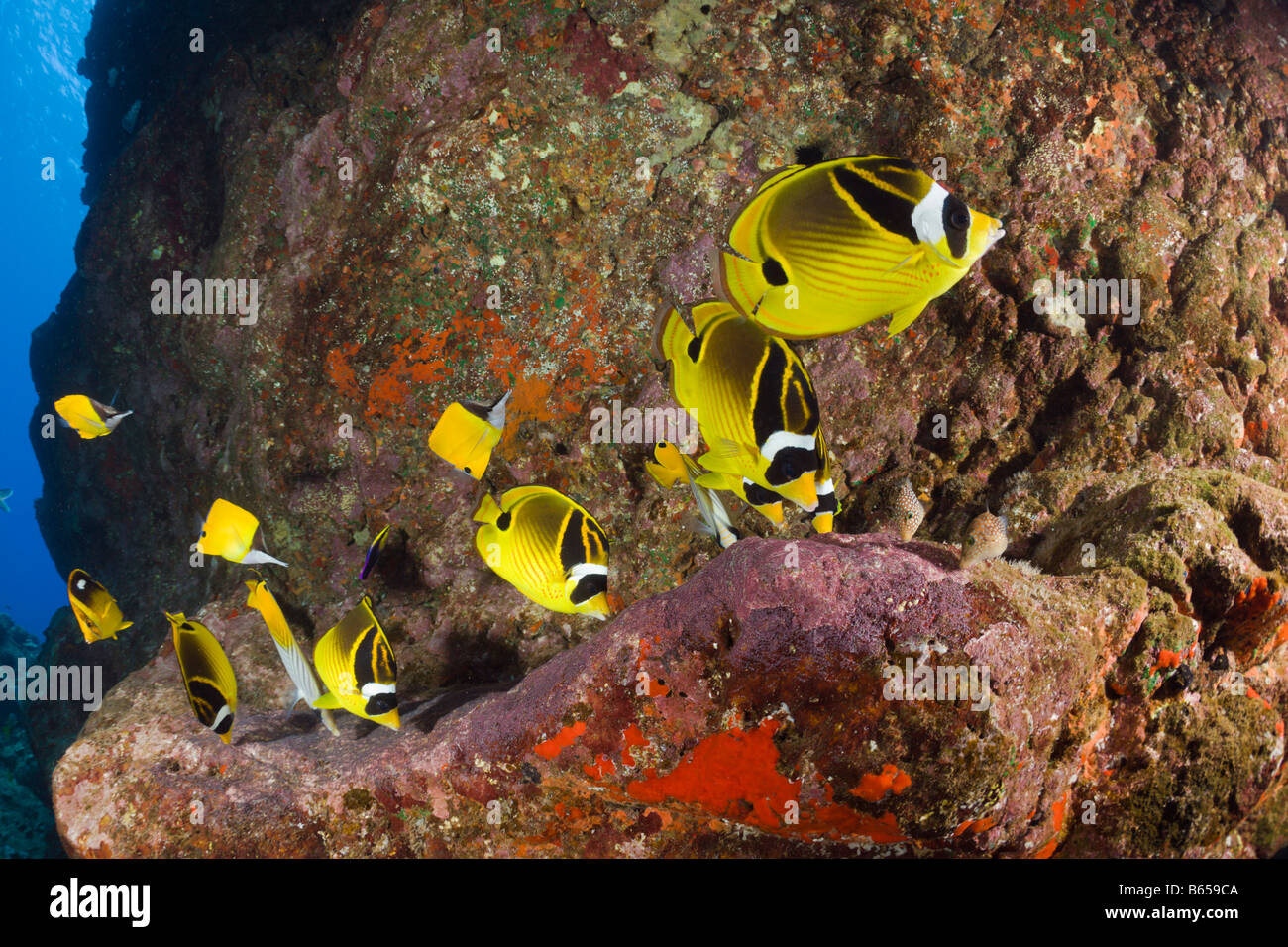 Racoon Butterflyfishes feeding Eggs from other Fishes Chaetodon lunula Cathedrals of Lanai Maui Hawaii USA Stock Photo
