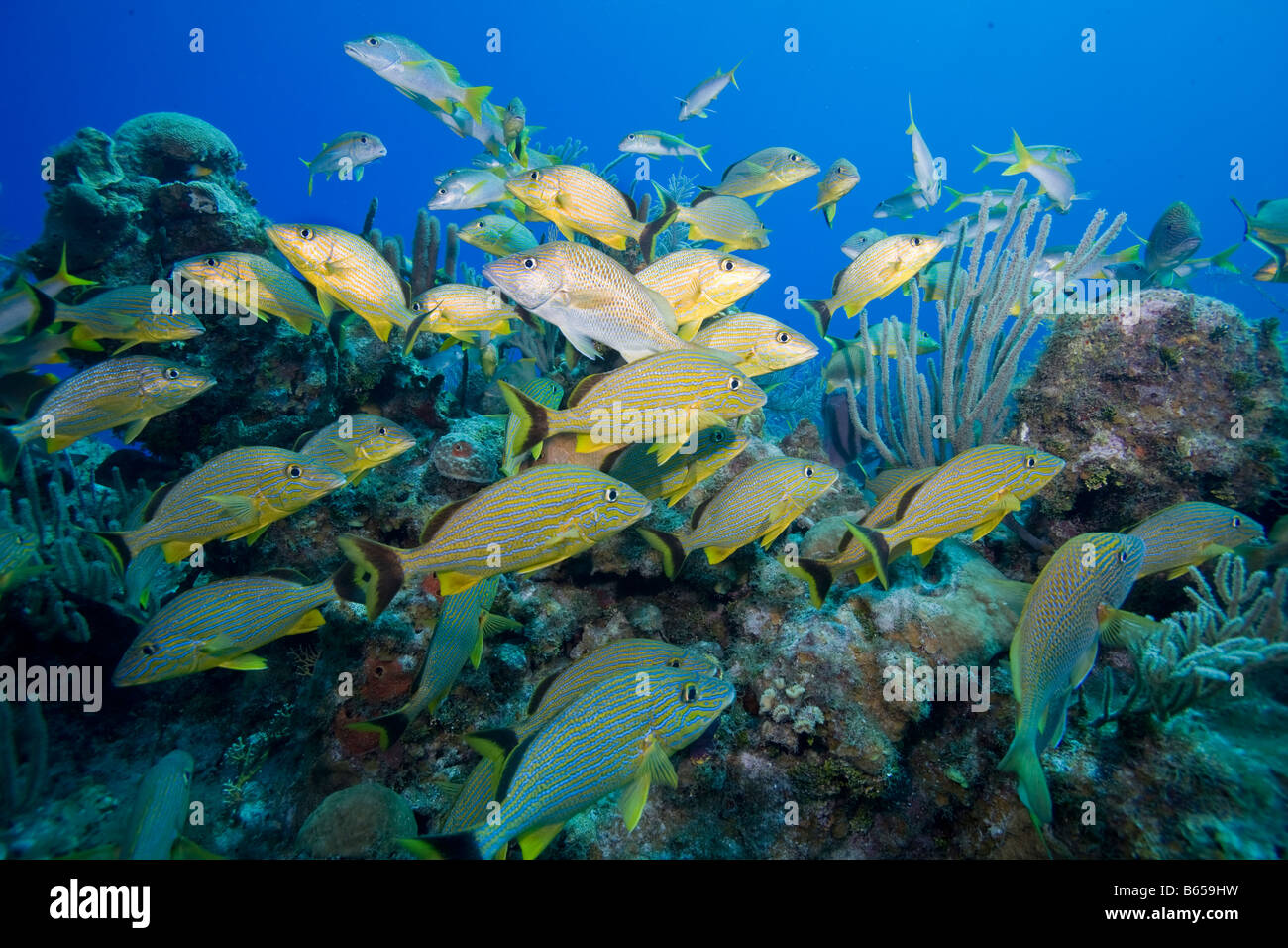 Cayman Islands Little Cayman Island Underwater view of Blue striped ...