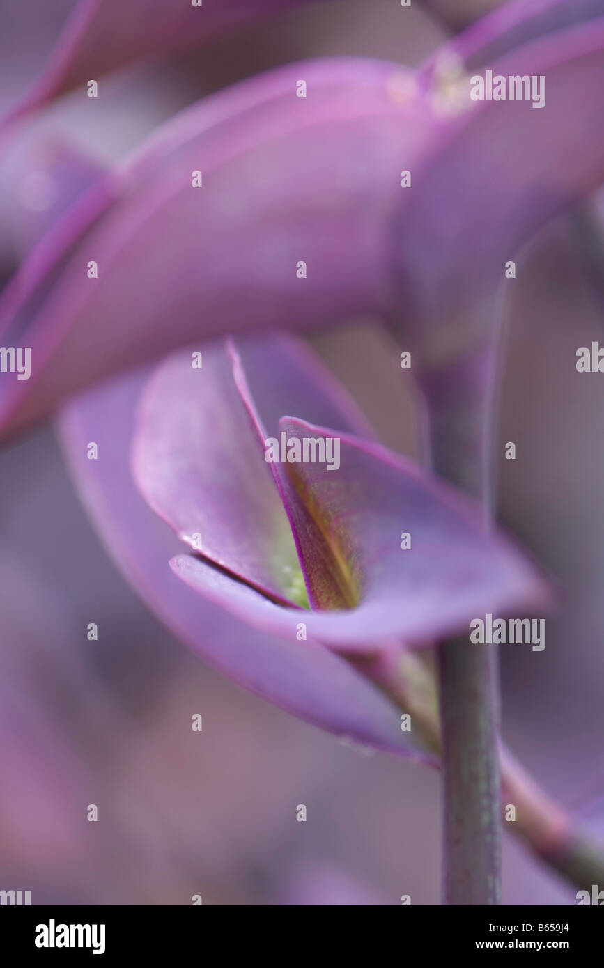 Purple heart plant (tradescantia pallida), close-up Stock Photo