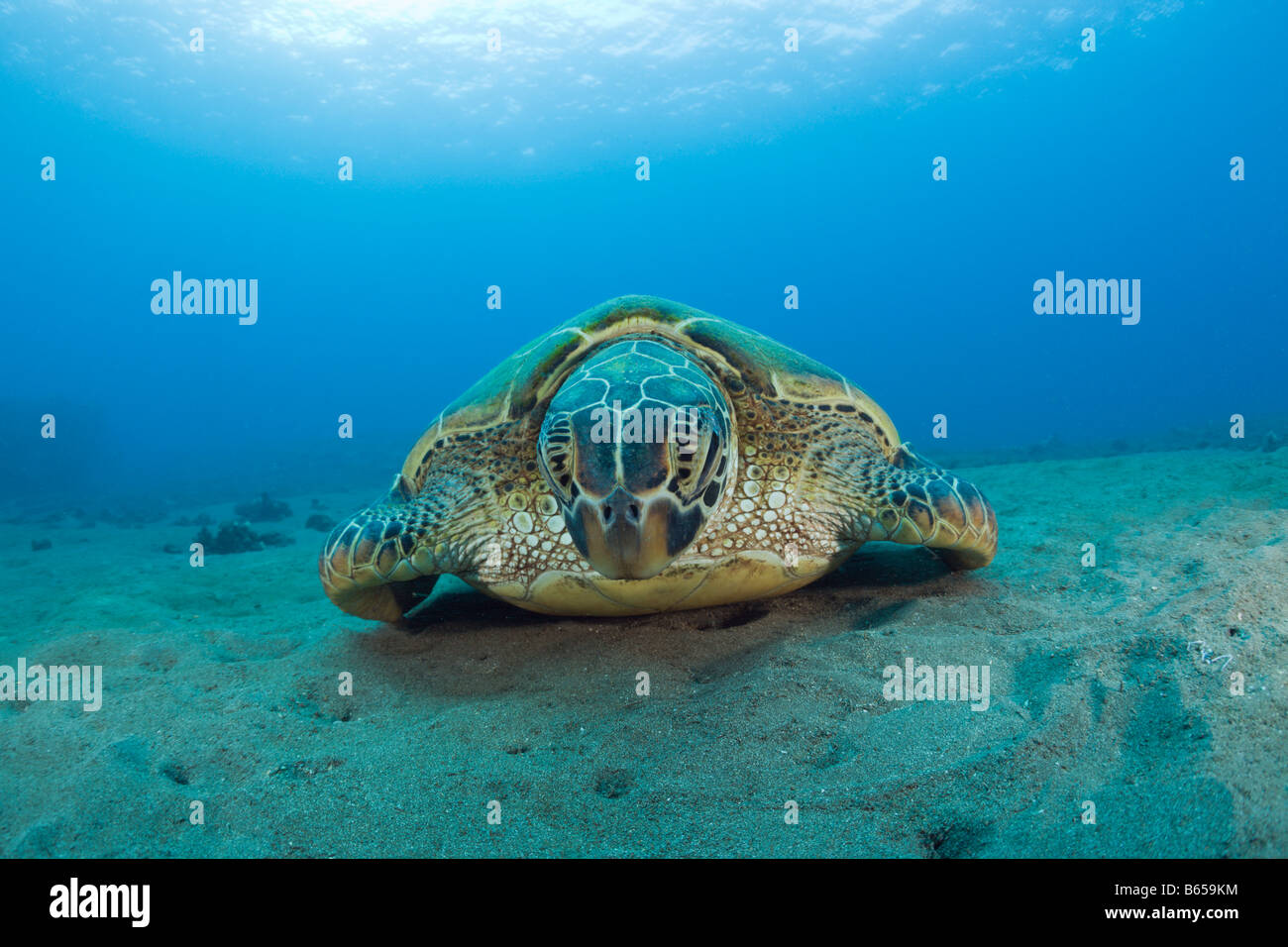 Green Turtle Chelonia mydas Maui Hawaii USA Stock Photo