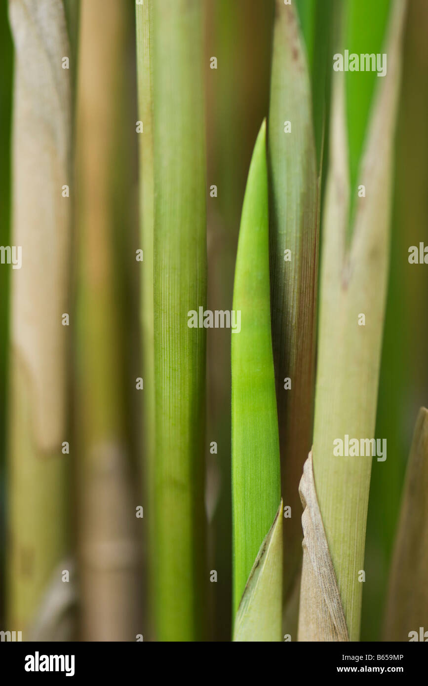Papyrus (cyperus papyrus) stems, close-up Stock Photo