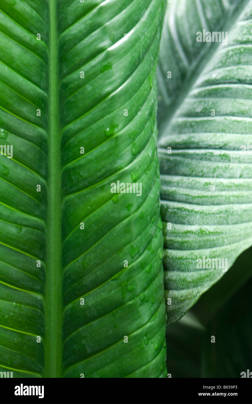 Banana leaves with droplets of dew, close-up Stock Photo