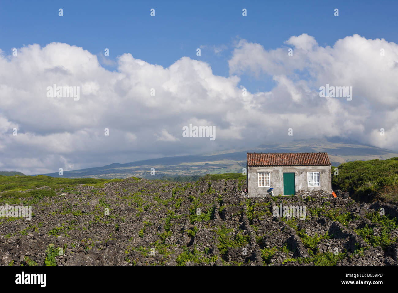 Pico Island Vineyard Culture Unesco Heritage Site Pico Island Azores ...