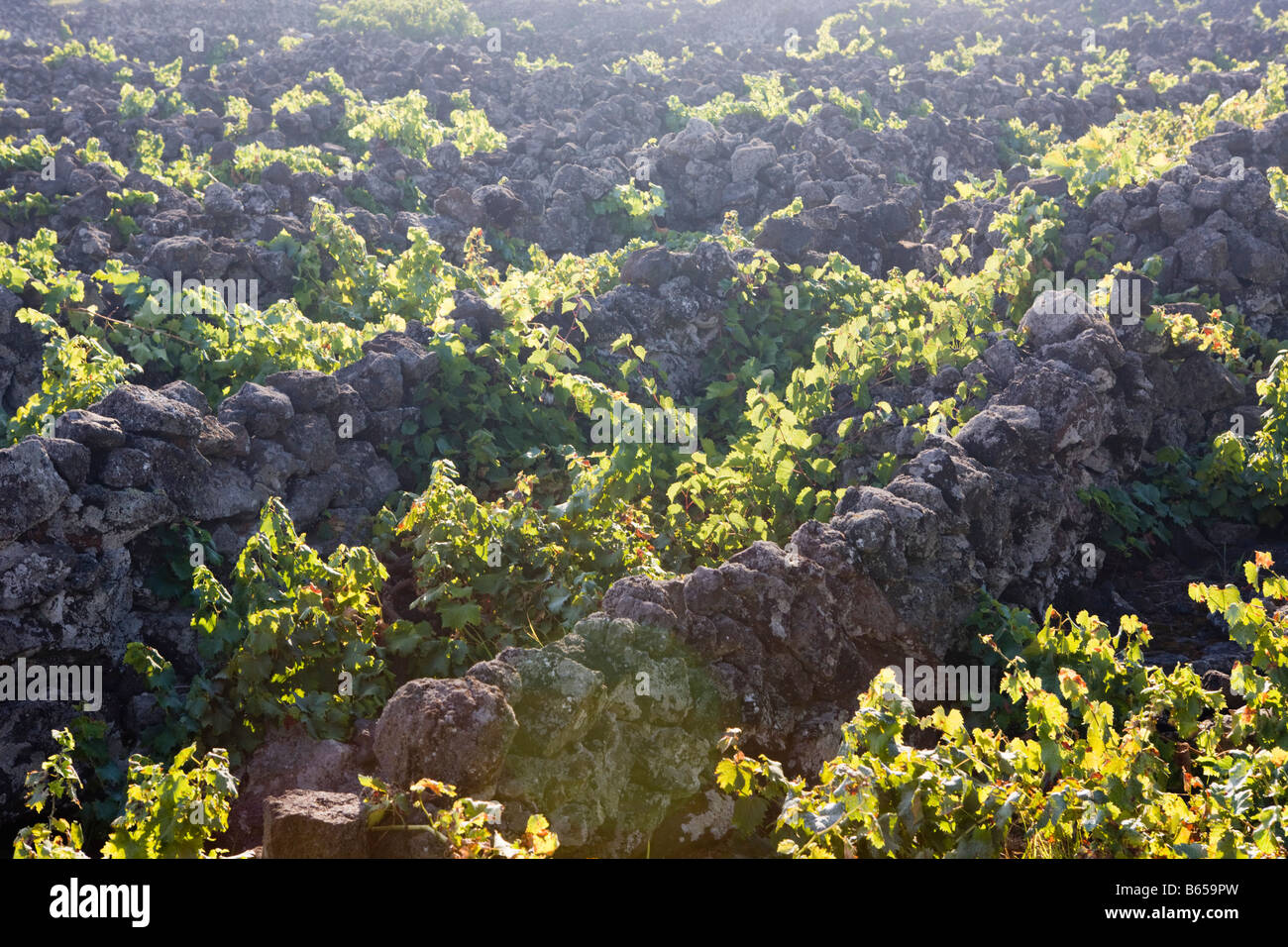 Pico Island Vineyard Culture Unesco Heritage Site Pico Island Azores