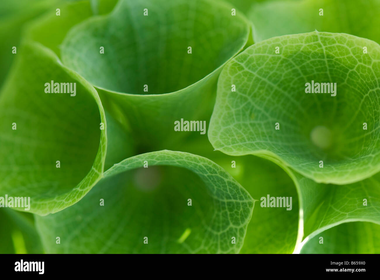 Plant with bell shaped leaves, closeup Stock Photo Alamy