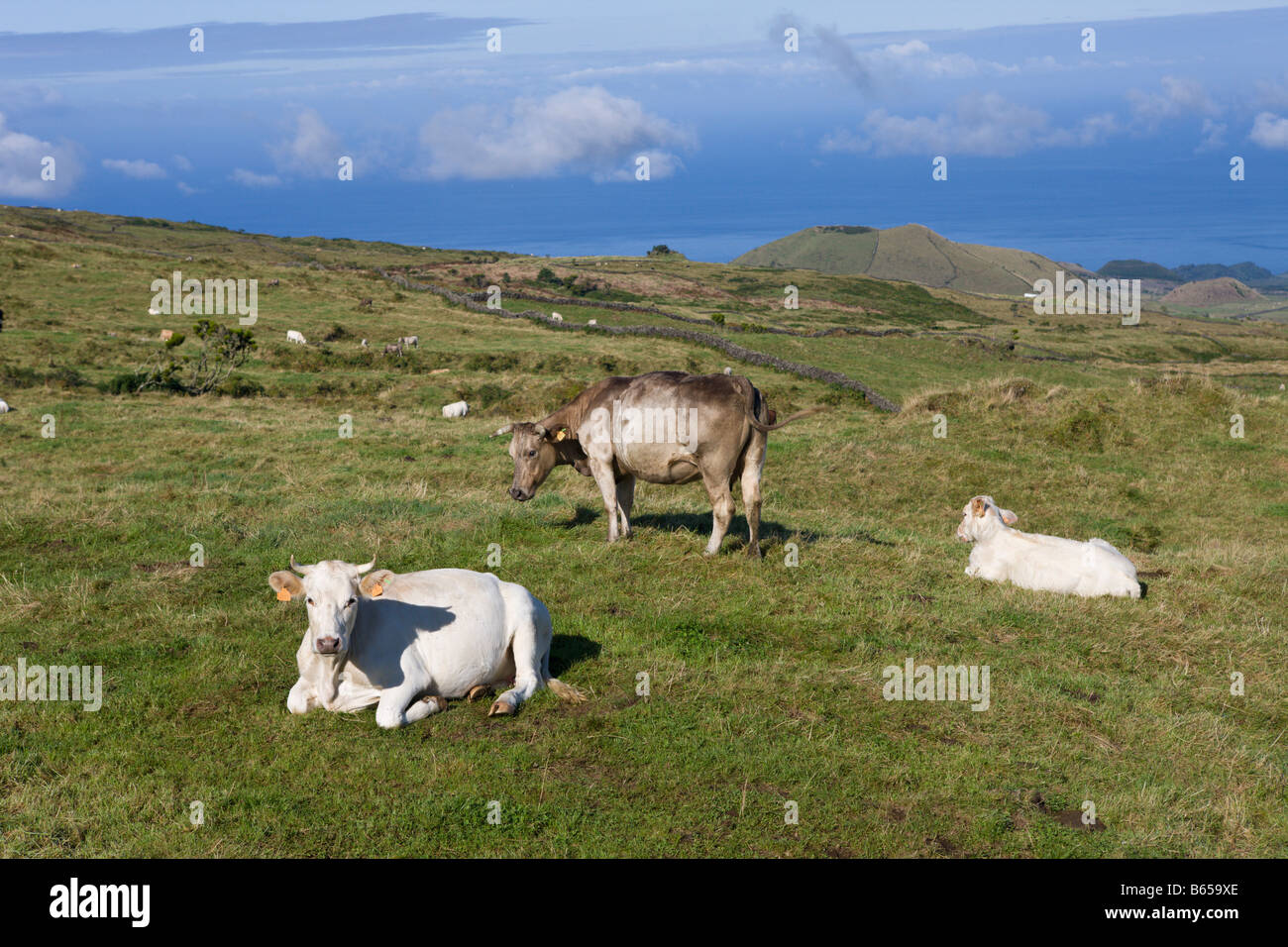 Cows on the Field Bos taurus Pico Island Azores Portugal Stock Photo