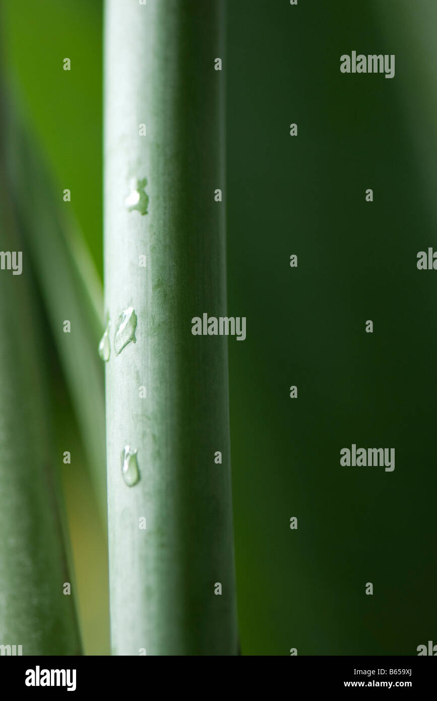 Water droplets on plant stem, close-up Stock Photo - Alamy