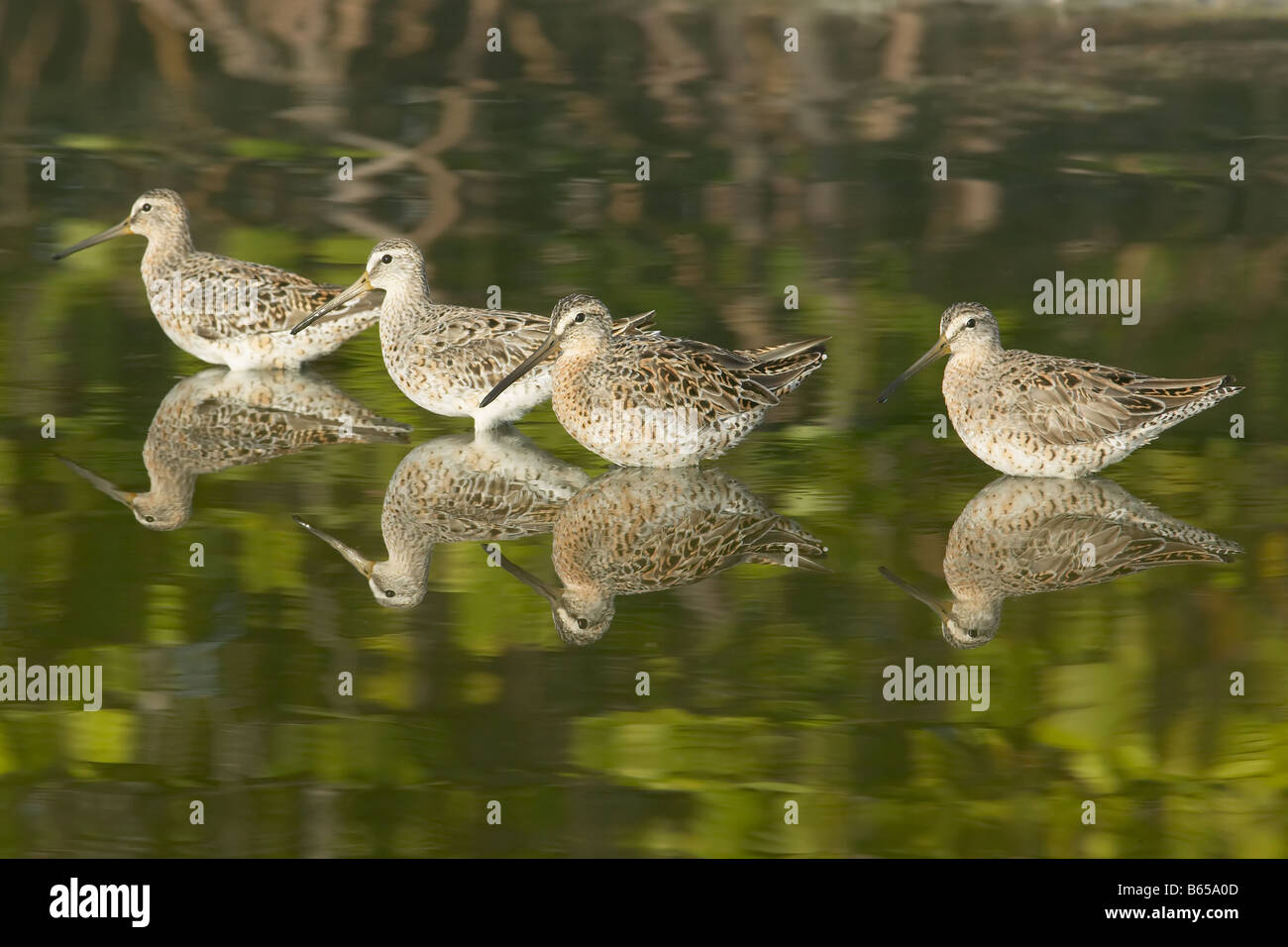Four Short-billed Dowitchers (Limnodromus griseus) standing in shallow water with green trees reflected Stock Photo