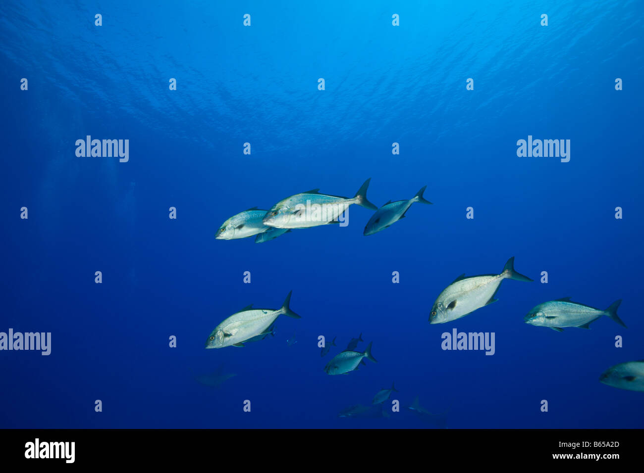 Almaco Amberjacks Seriola Rivoliana Azores Princess Alice Bank Atlantic Ocean Portugal Stock Photo Alamy