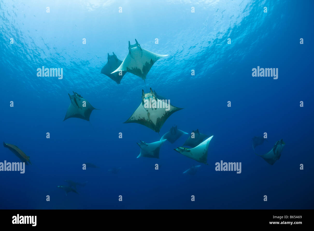 Mantaray bowler shop bag