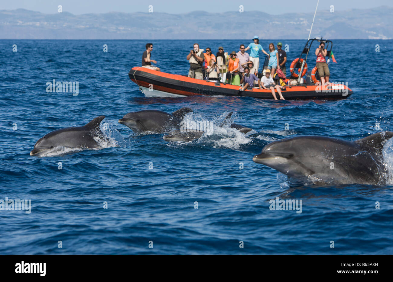Tourists at Dolphin watching Tour Tursiops truncatus Azores Atlantic Ocean Portugal Stock Photo