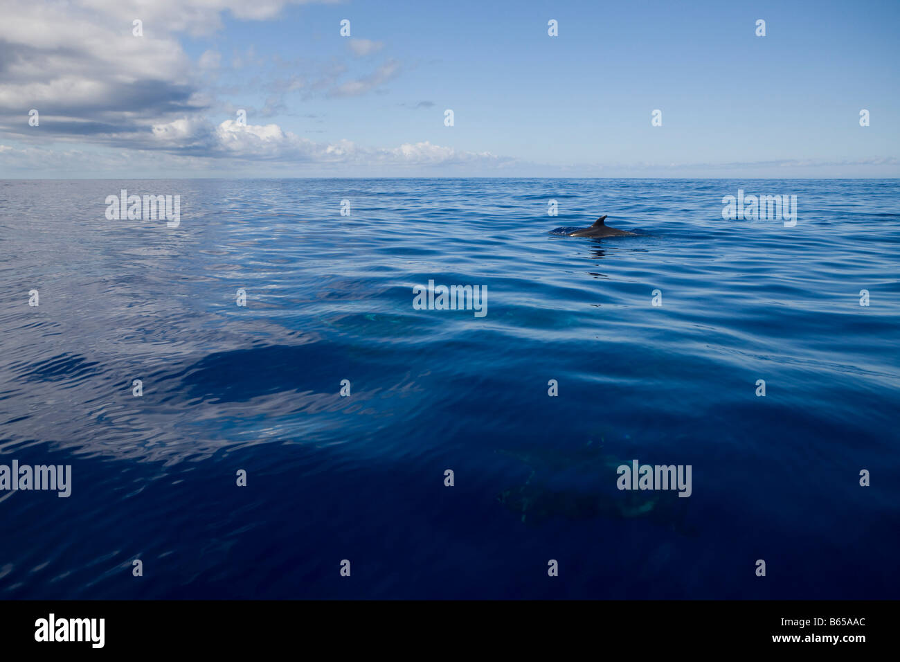 Bottlenose Dolphin Tursiops truncatus Azores Atlantic Ocean Portugal Stock Photo
