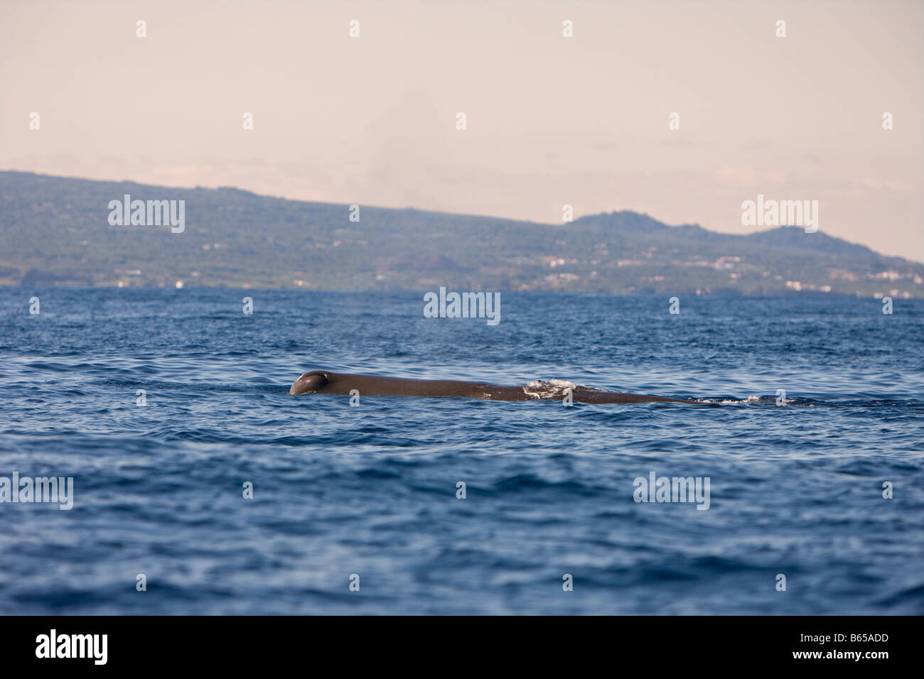 Sperm Whale at Water Surface Physeter catodon Azores Atlantic Ocean Portugal Stock Photo