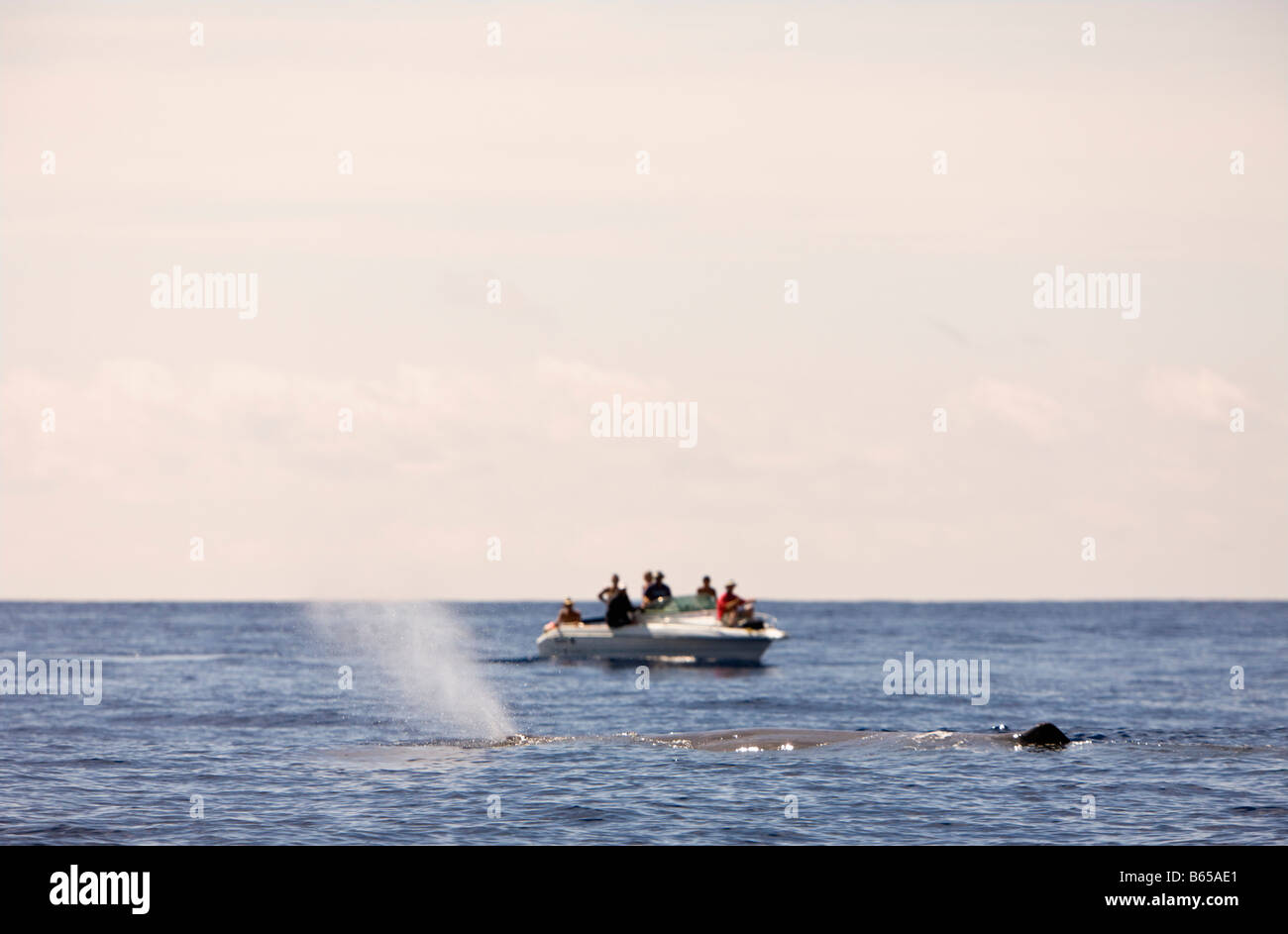 Sperm Whale and Whale Watcher Physeter catodon Azores Atlantic Ocean Portugal Stock Photo