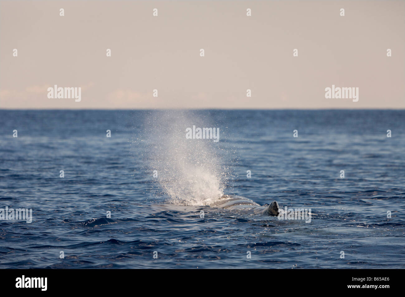 Sperm Whale at Water Surface Physeter catodon Azores Atlantic Ocean Portugal Stock Photo