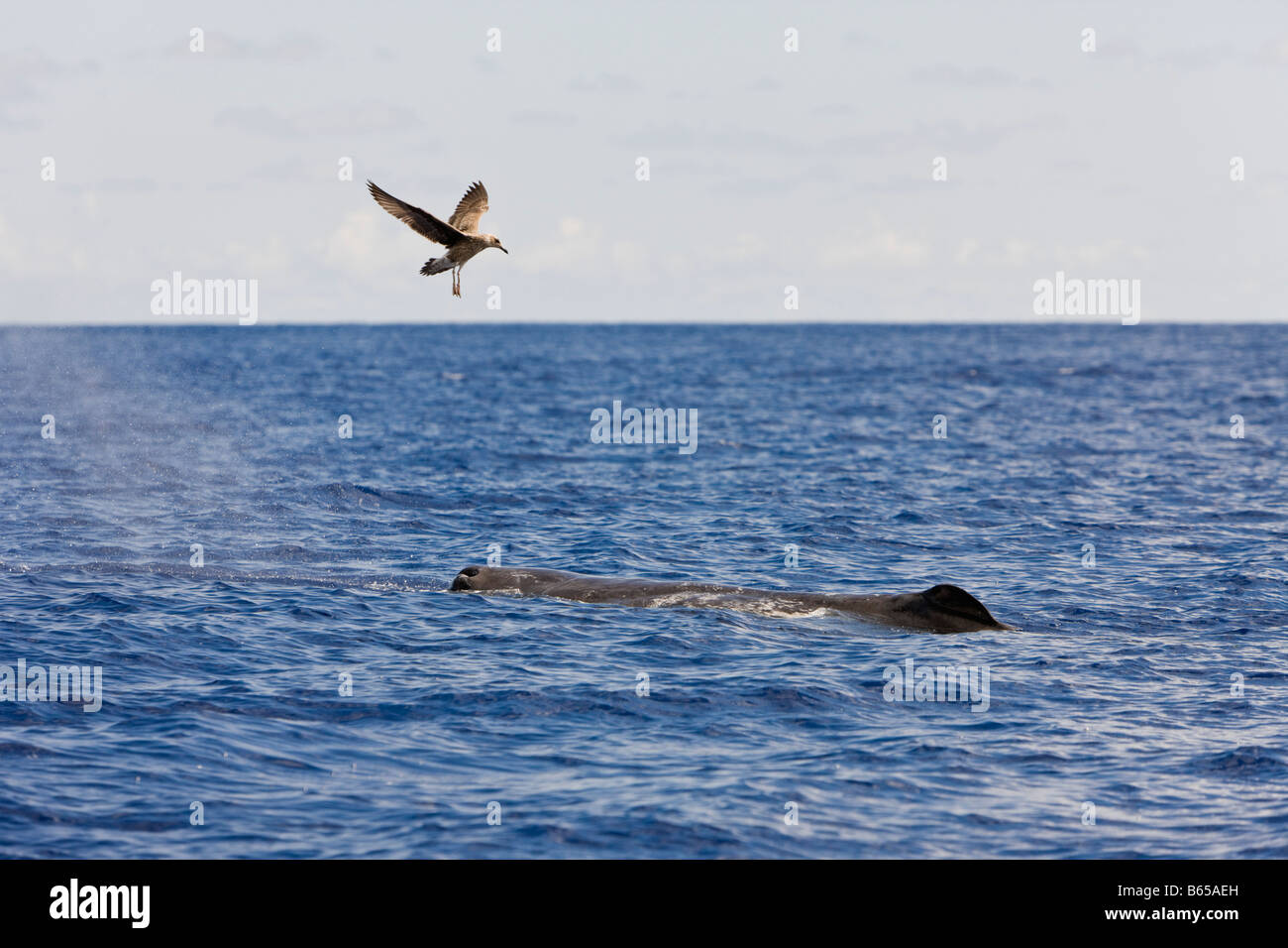 Sperm Whale accompanied by Bird Physeter catodon Azores Atlantic Ocean Portugal Stock Photo