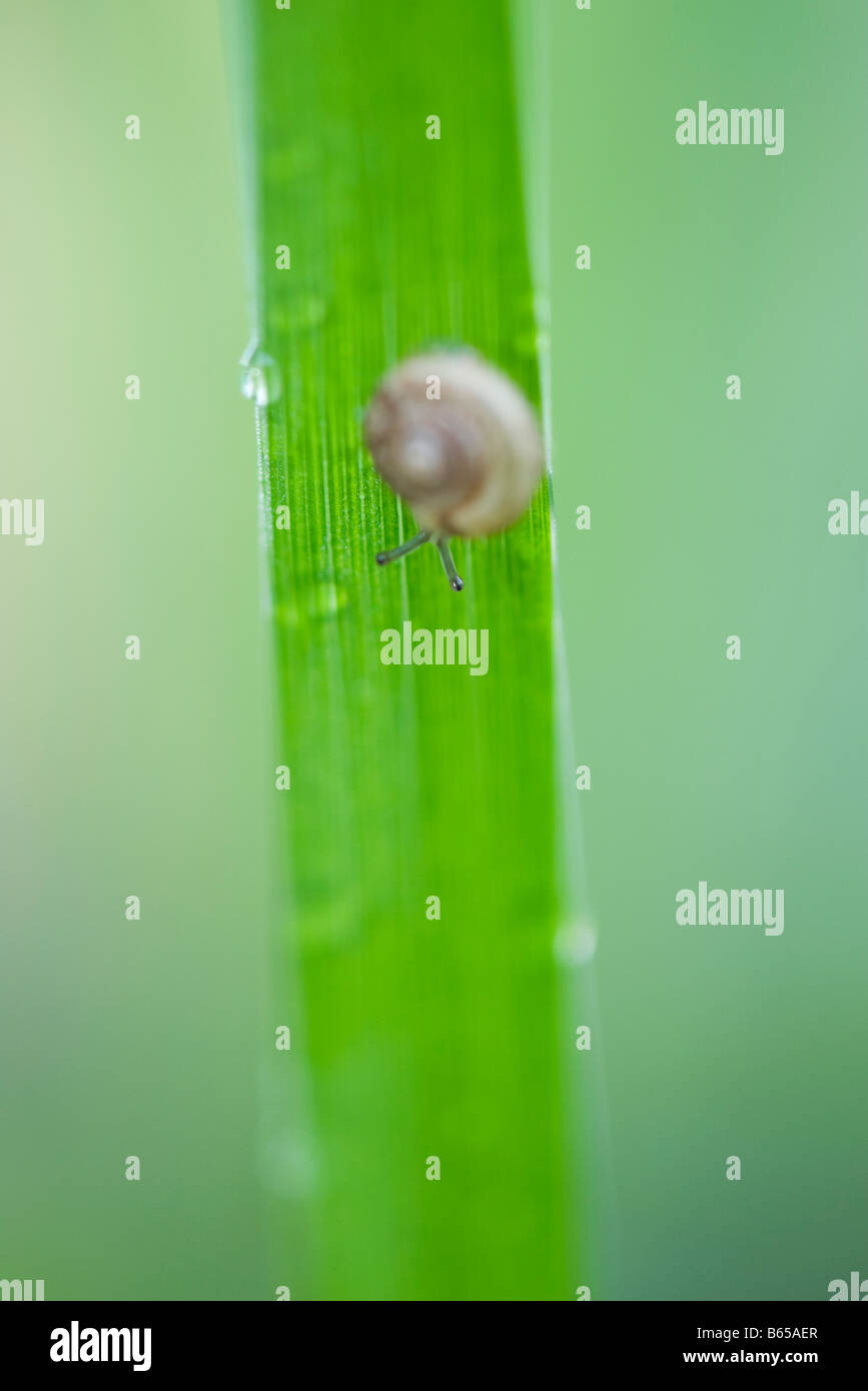 Young hairy snail (trichia hispida) travelling down blade of grass Stock Photo