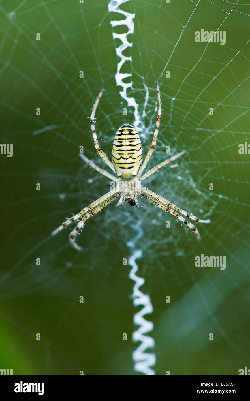 Yellow Garden Spider (argiope aurantia)  in center of web waiting for prey Stock Photo