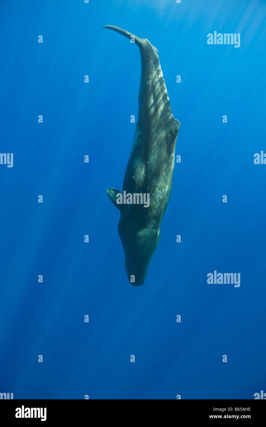 Diving Sperm Whale Physeter catodon Azores Atlantic Ocean Portugal Stock Photo