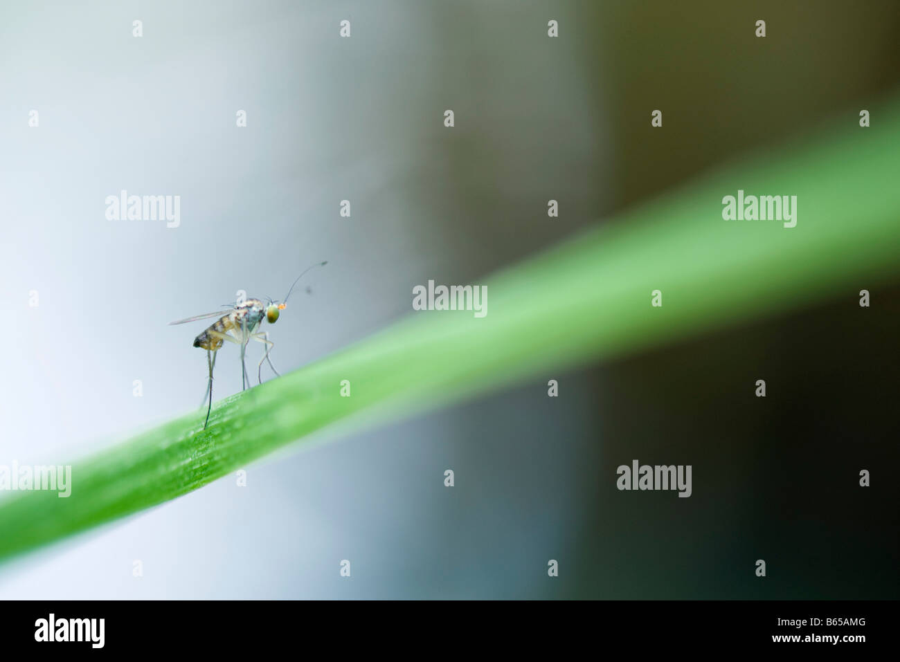 Insect on blade of grass Stock Photo - Alamy