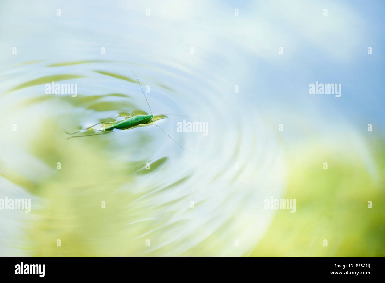 Grasshopper fallen into water struggles Stock Photo