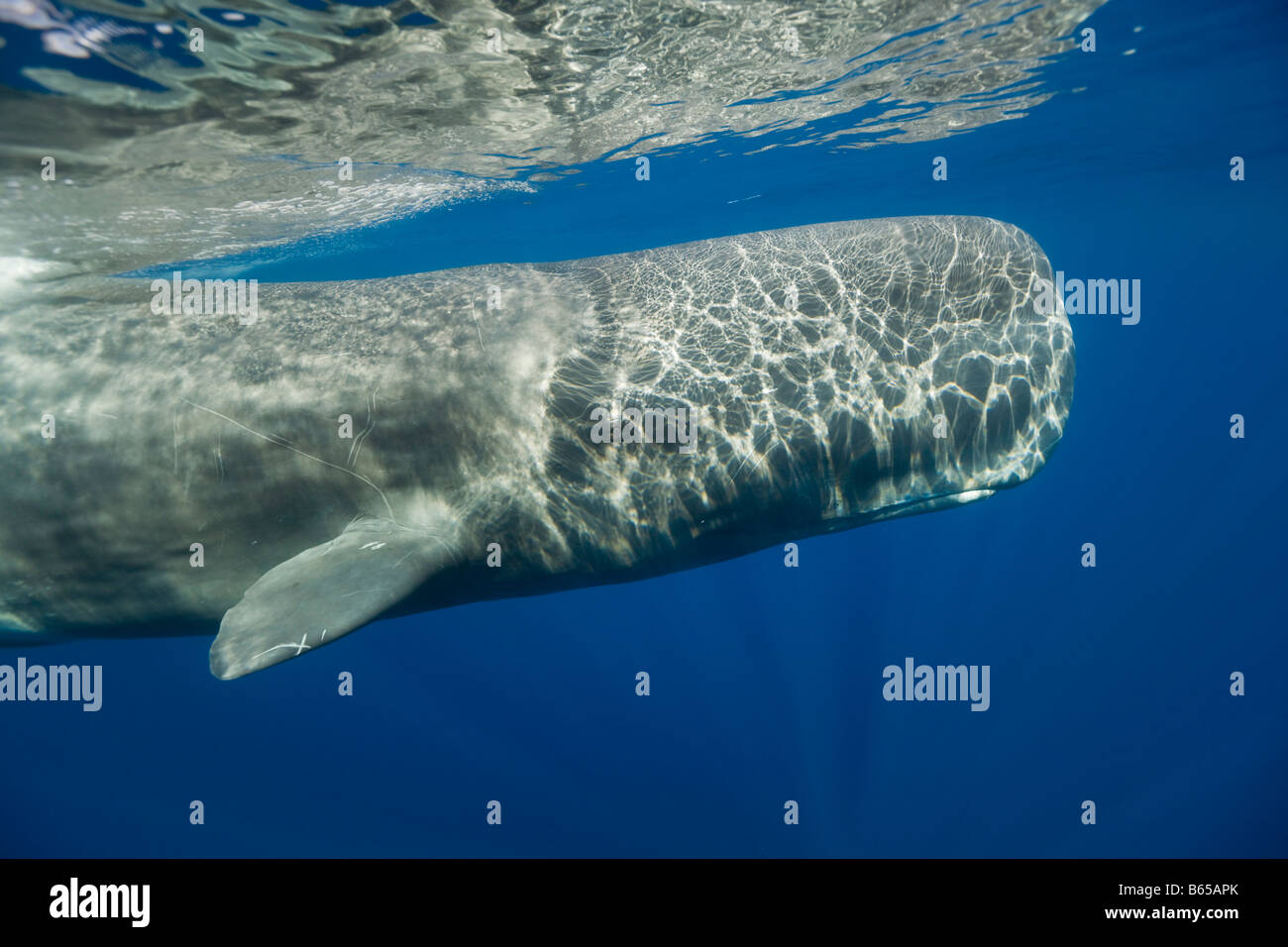 Sperm Whale Physeter catodon Azores Atlantic Ocean Portugal Stock Photo ...