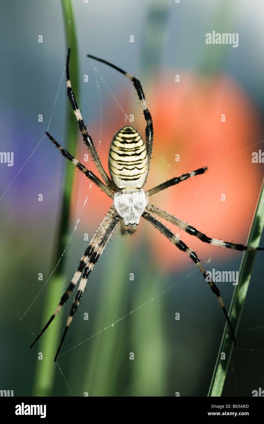 Yellow Garden Spider (argiope aurantia)  in web waiting for prey Stock Photo