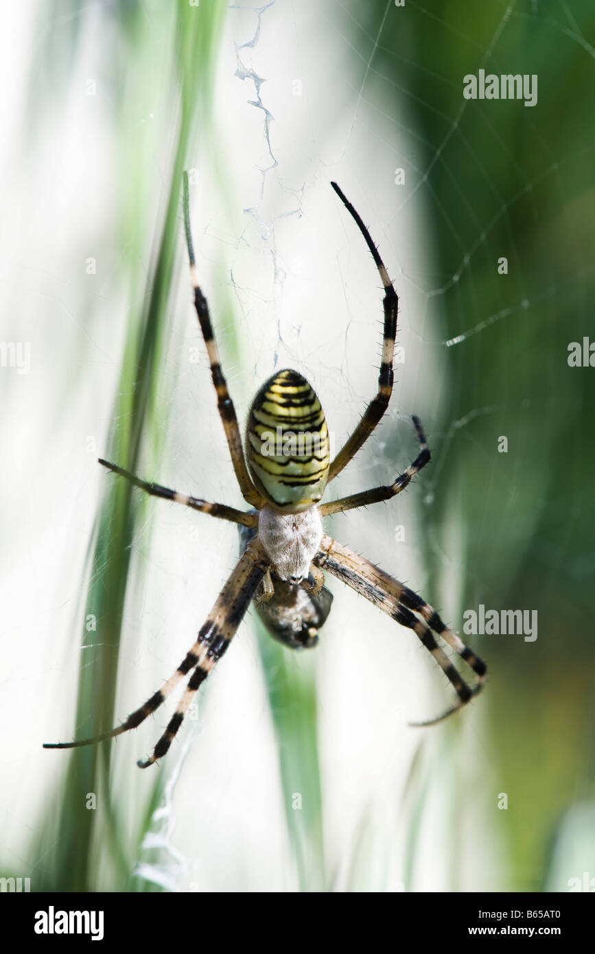 Yellow Garden Spider (argiope aurantia)  in web waiting for prey Stock Photo