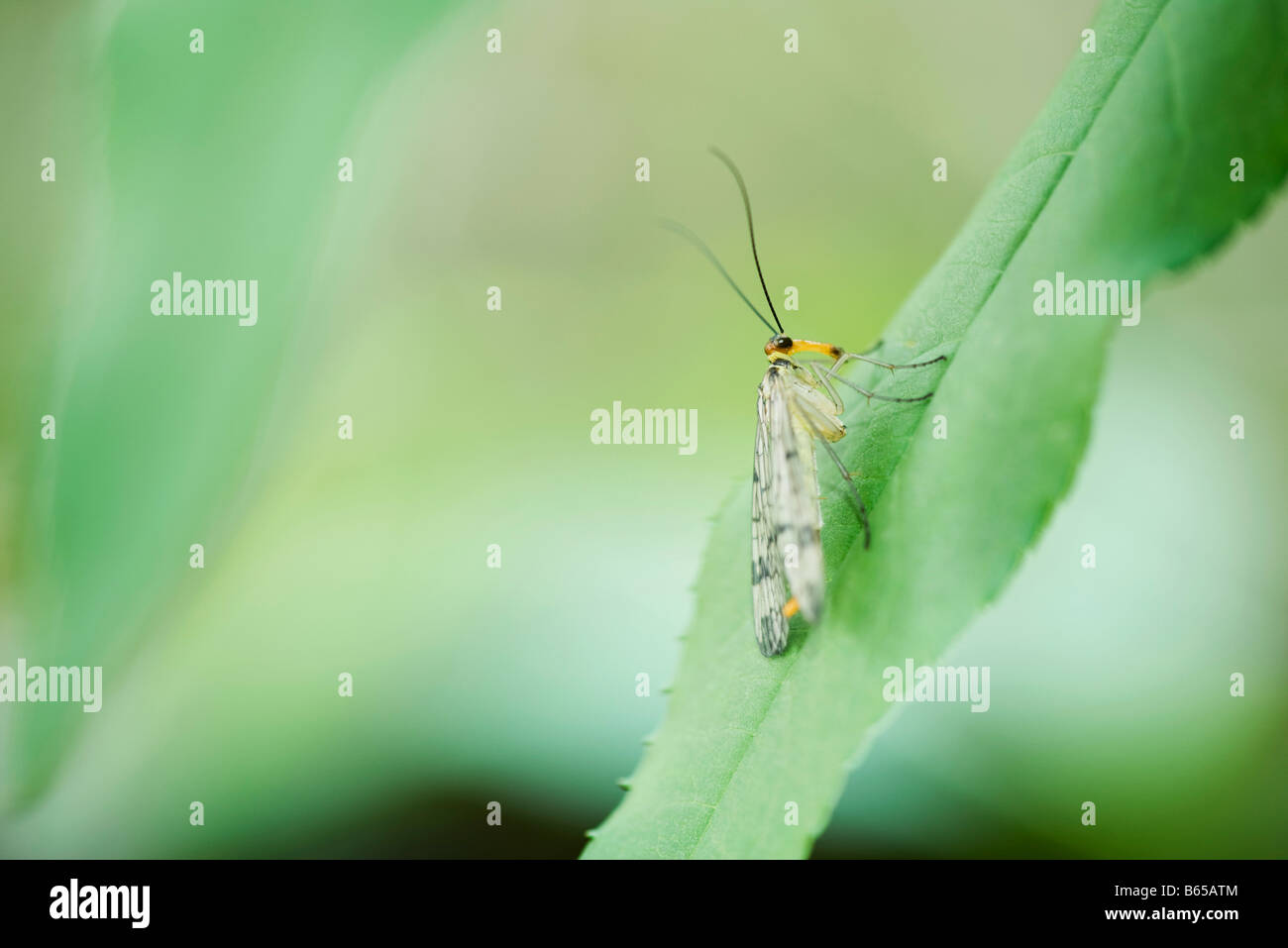 Java Winged Leaf Insect Leaf with jagged edges hi-res stock photography and images - Alamy