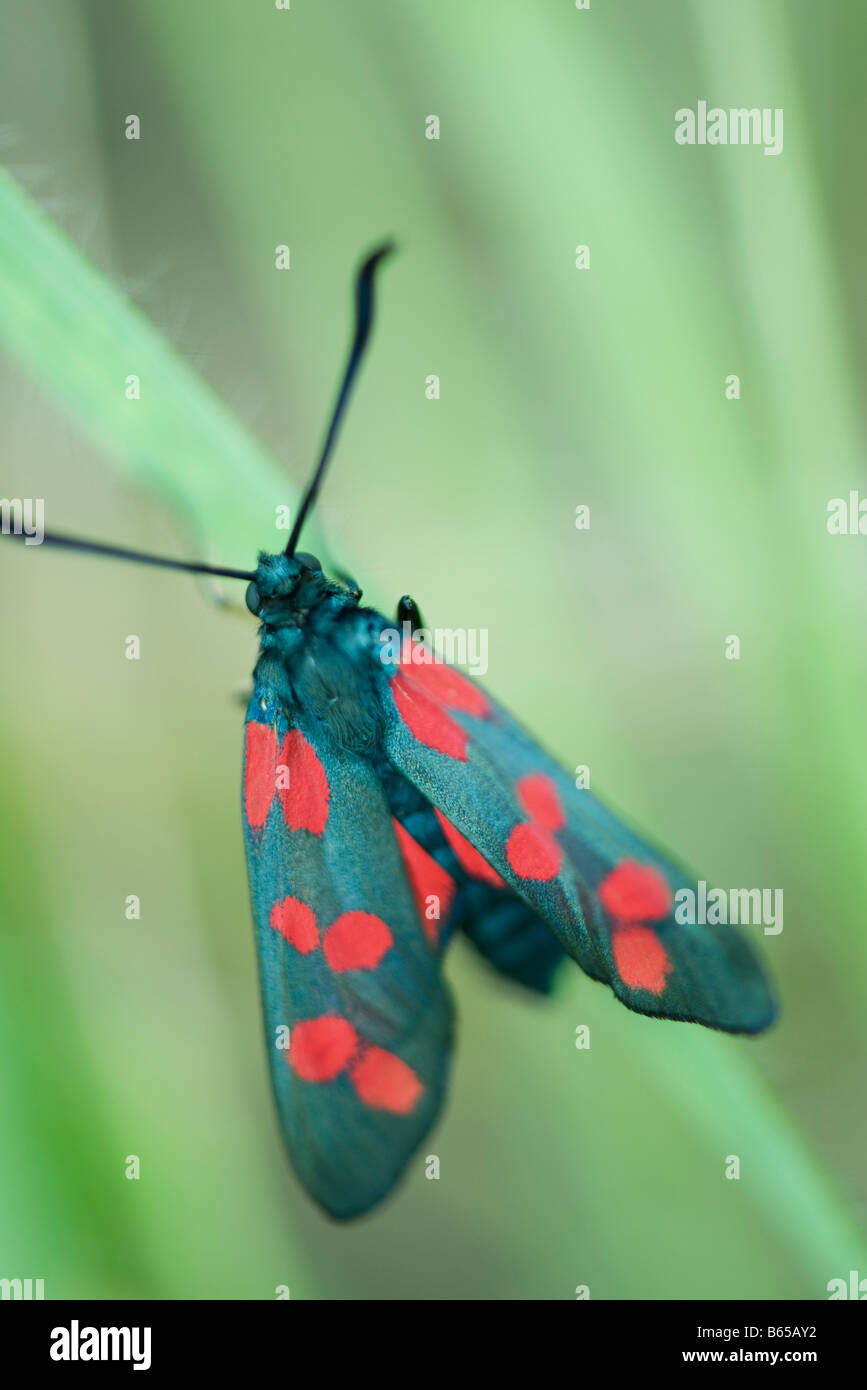 Six-spot burnet moth (zygaena filipendulae) perched on blade of grass Stock Photo