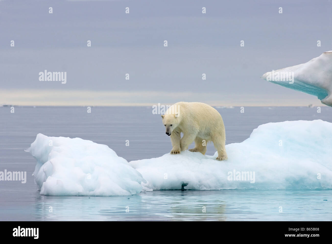 polar bear Ursus maritimus standing on an iceberg floating in the ...