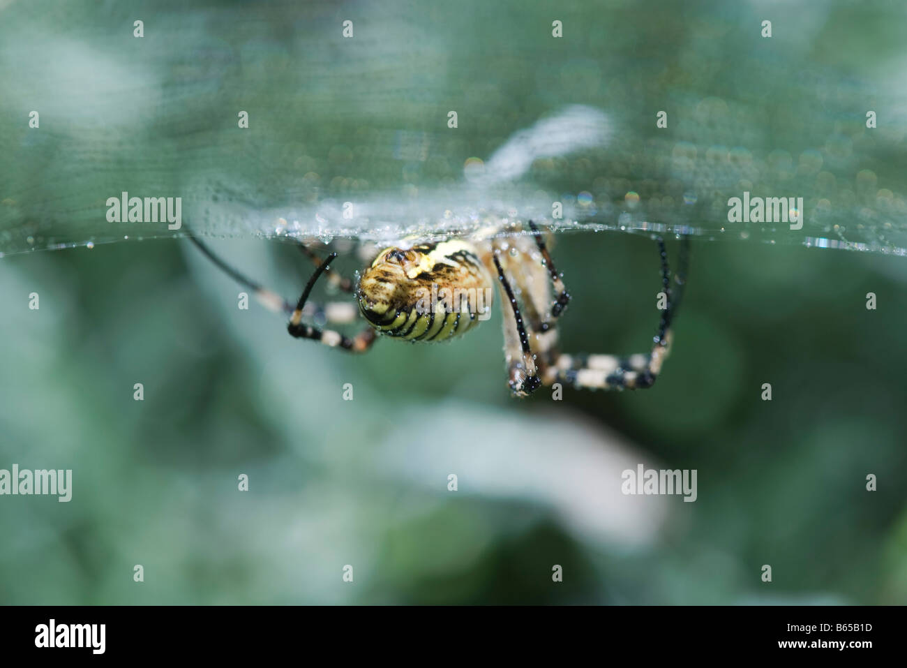 Yellow Garden Spider (argiope aurantia), low angle view Stock Photo